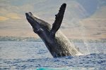 Maui`s most famous winter visitor- the humpback whale 